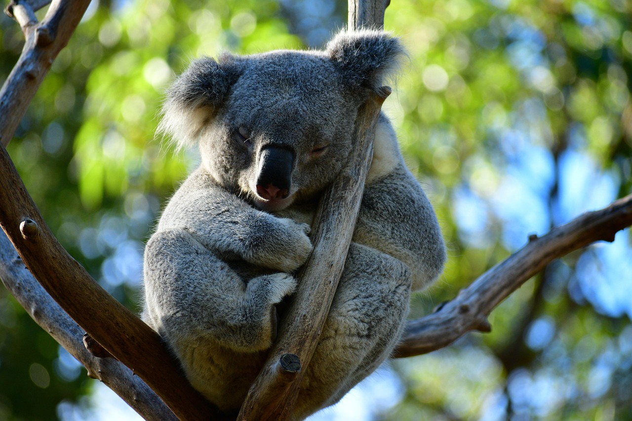 cute koala, sleeping koala, small animal-4313675.jpg